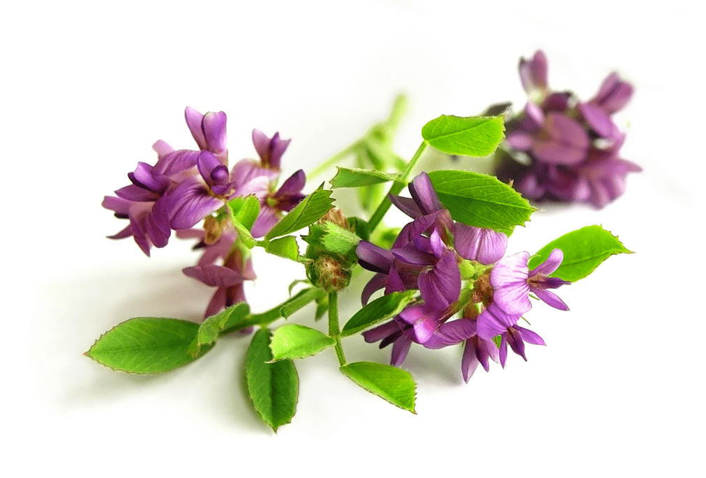 Alfalfa esférica como parte de Artovitel